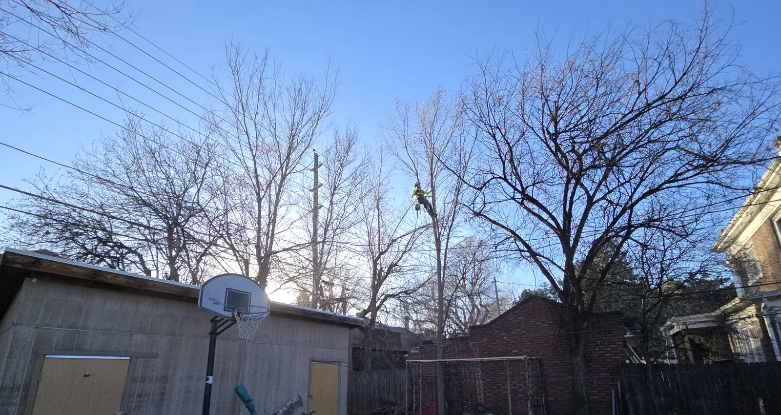 Northglenn backyard before removal: a large bare tree towering behind the shed and brick wall