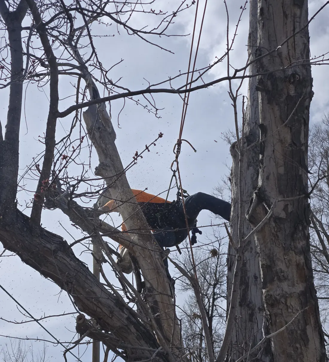 Close view of a climber cutting through a dead trunk section high in a tree