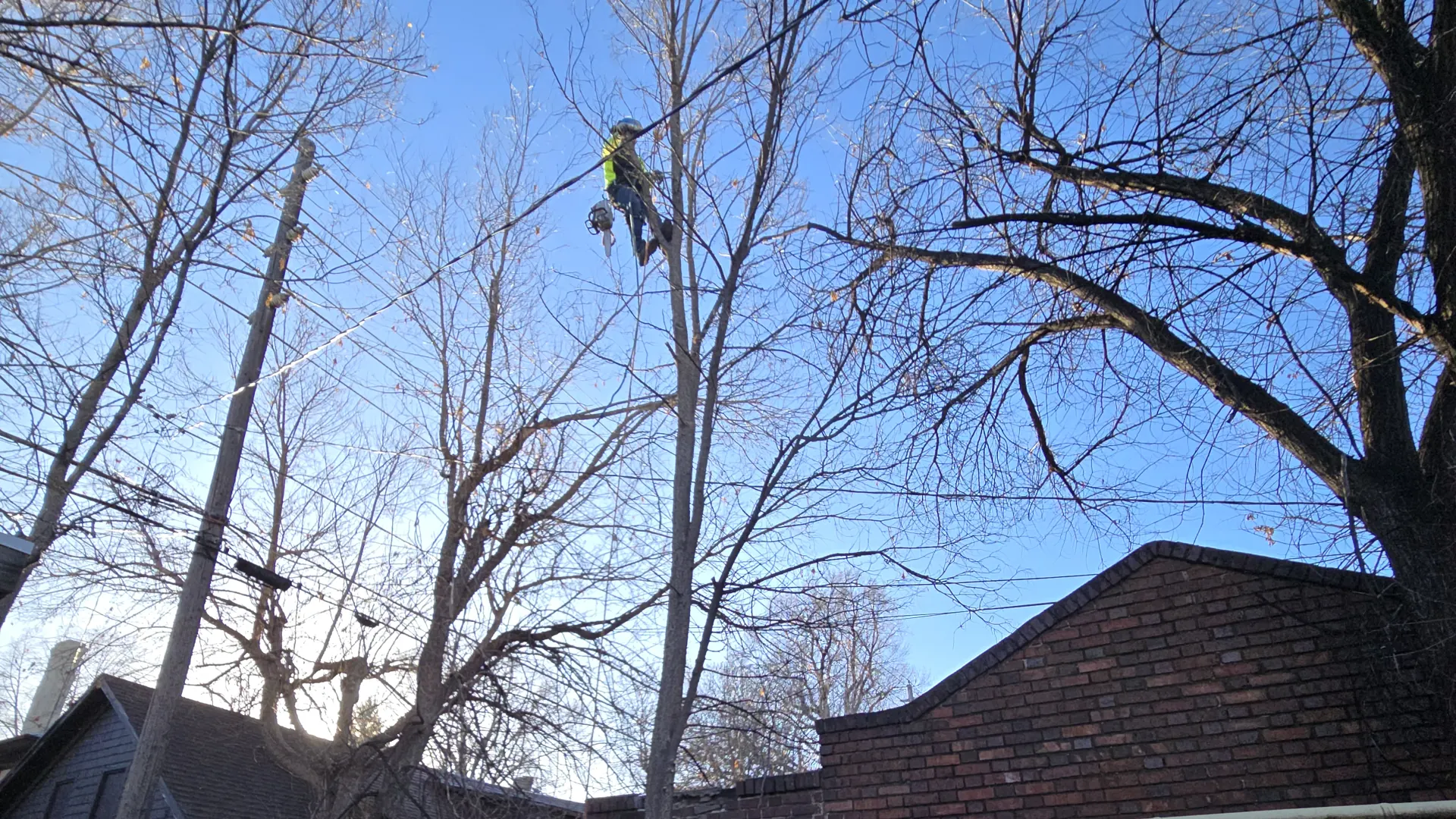 Arbol De Fuego climber high in a bare tree above a brick garage wall and backyard