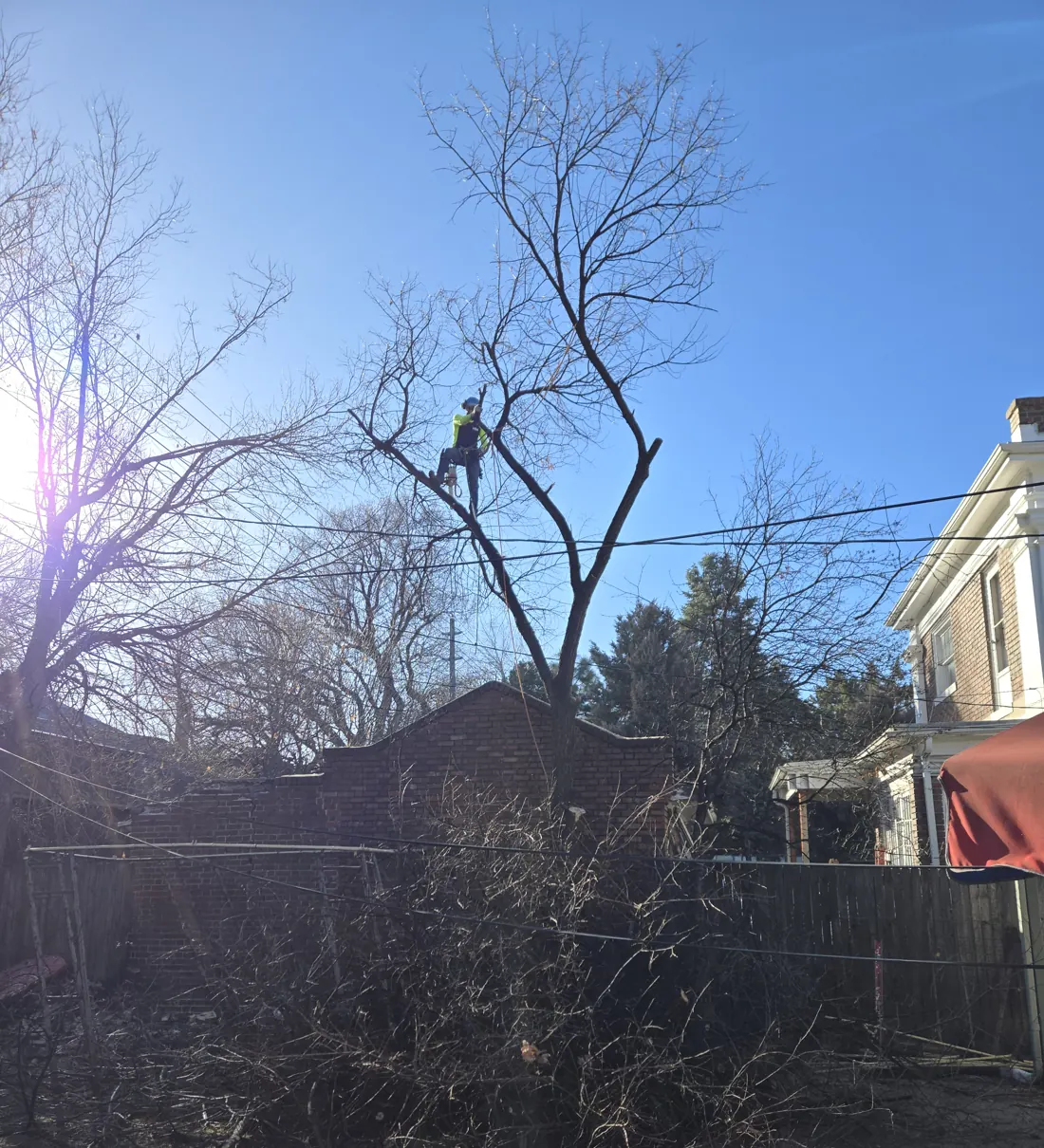 Climber working near the top of a tree while cut brush piles up in the yard below