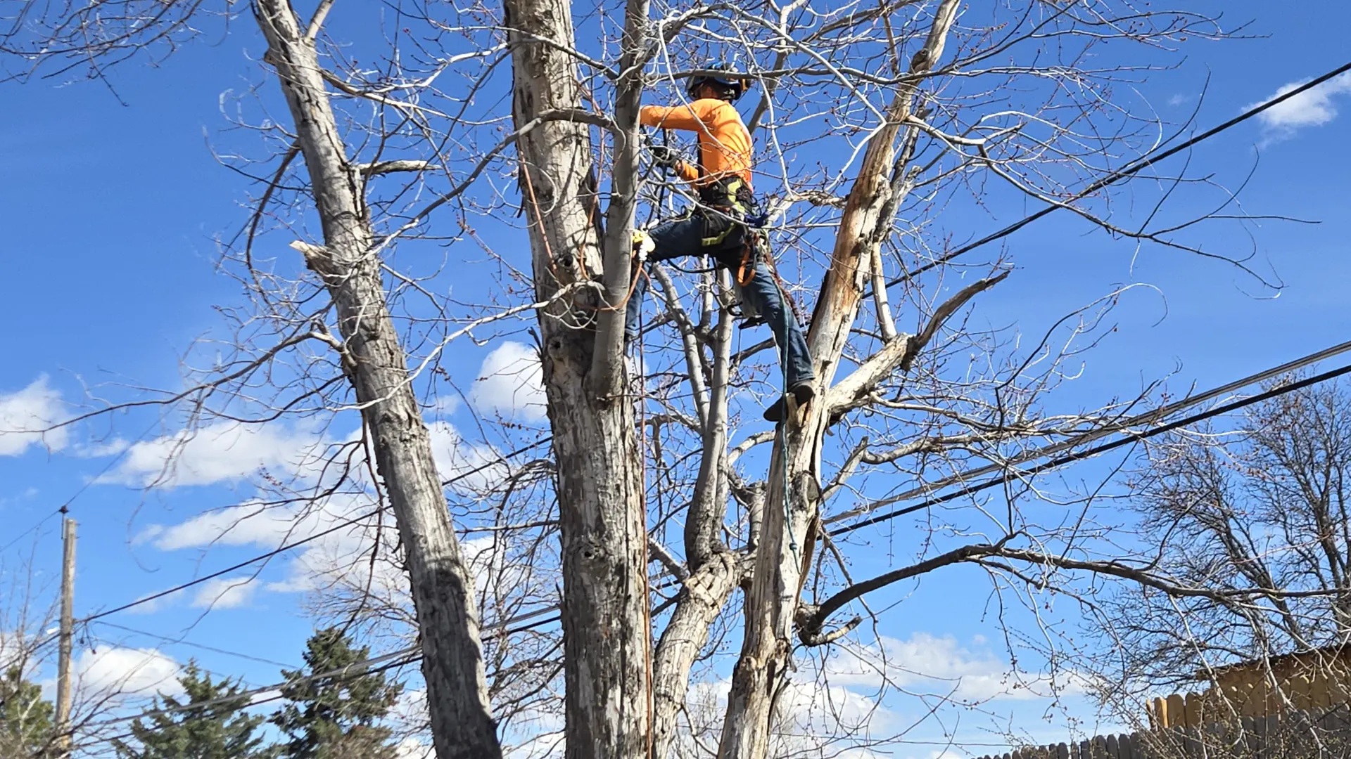 Arbol De Fuego climber in an orange shirt limbing a tall bare cottonwood above a backyard fence and power lines