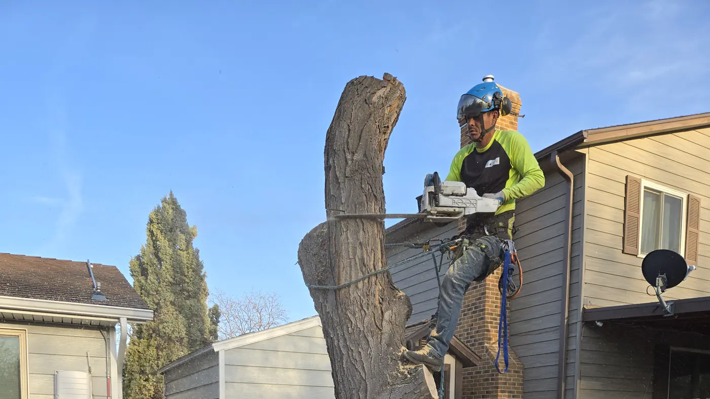 Arbol De Fuego climber in a helmet and harness cutting the last trunk section of a removal beside a Northglenn home, logs stacked below