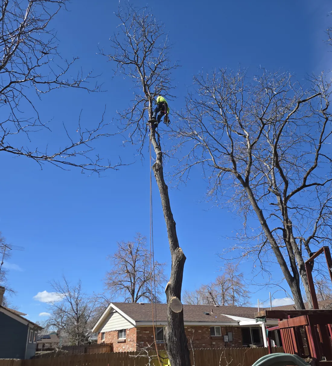 Climber tied in high on a bare trunk, taking a backyard tree down in sections above a brick ranch house
