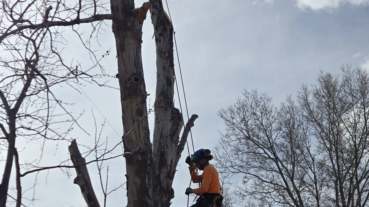 Arbol De Fuego climber rigging a cut in the crown of a large cottonwood in Northglenn