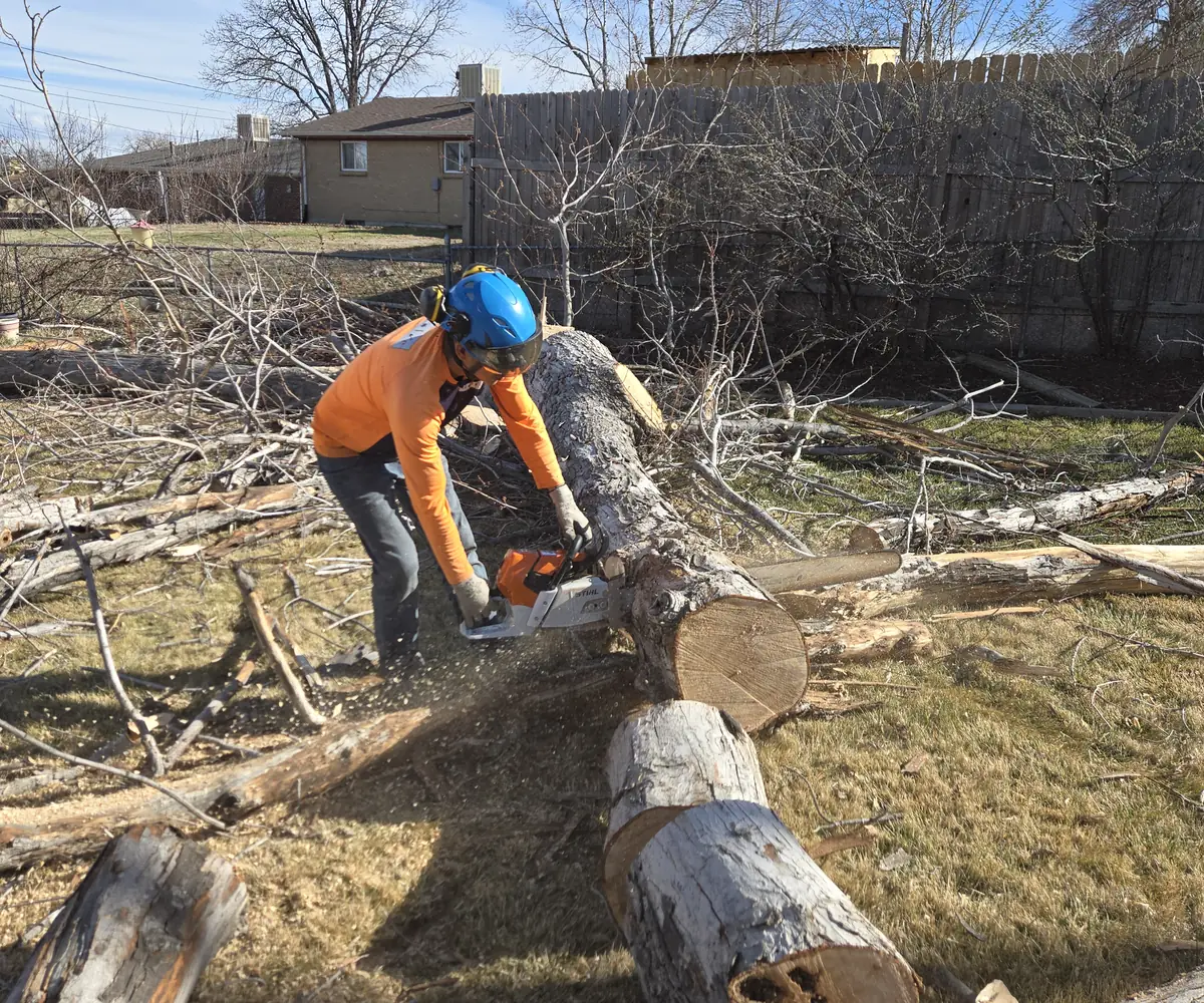 Arbol De Fuego crew member in a hard hat bucking a felled cottonwood trunk with a chainsaw on a Northglenn job