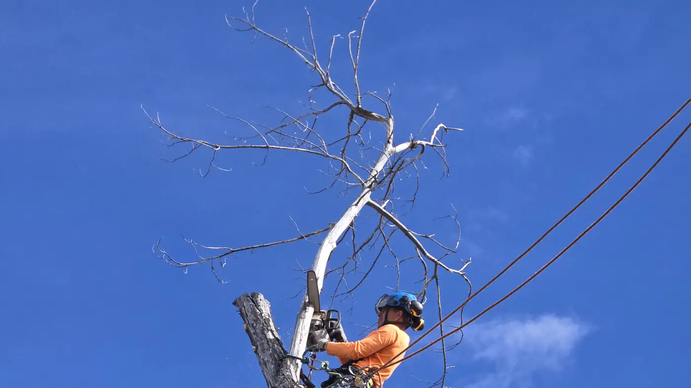 Arbol De Fuego climber roped to a dead, bark stripped trunk and cutting the top out against a blue sky