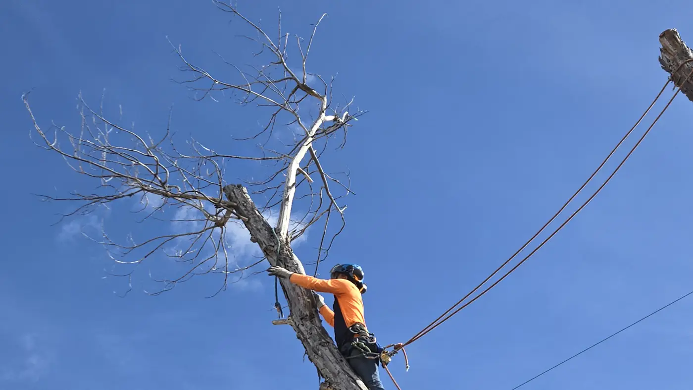 Broken, dead tree trunk being taken down in sections next to utility lines by an Arbol De Fuego climber