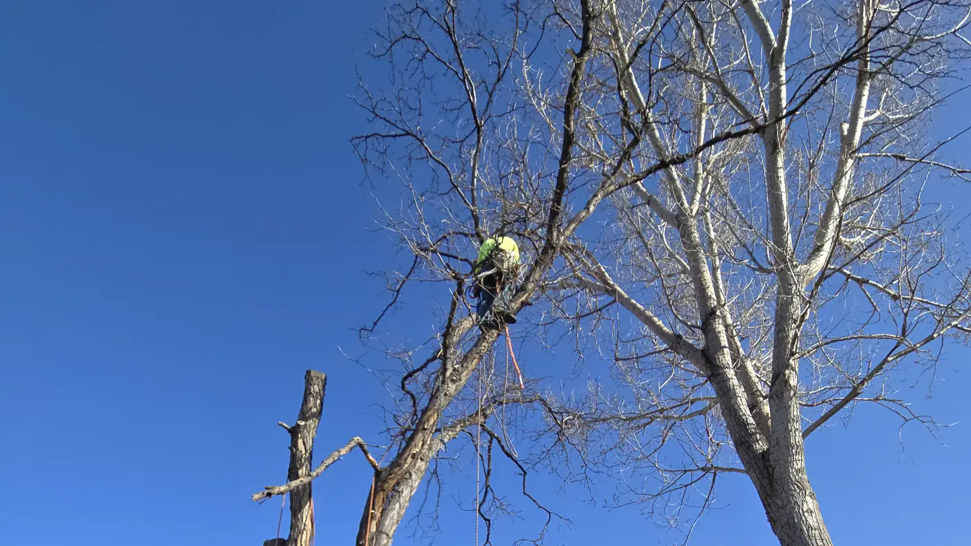 Climber high in the crown of an oversized cottonwood above a north metro home during a large tree removal