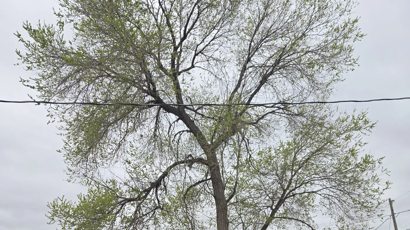 Mature cottonwood leafing out in spring above a north metro backyard