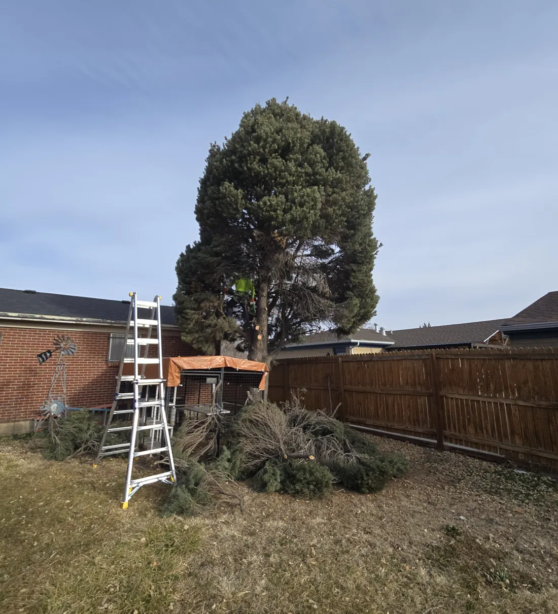 Evergreen being removed in a backyard with a ladder set up and a pile of cut boughs on the lawn