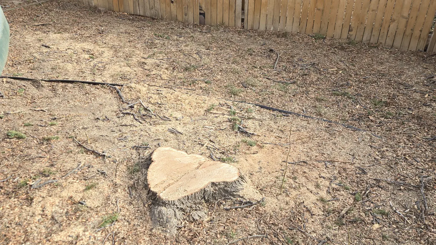 Tree stump ground flush with the ground in a Northglenn backyard along a wood fence