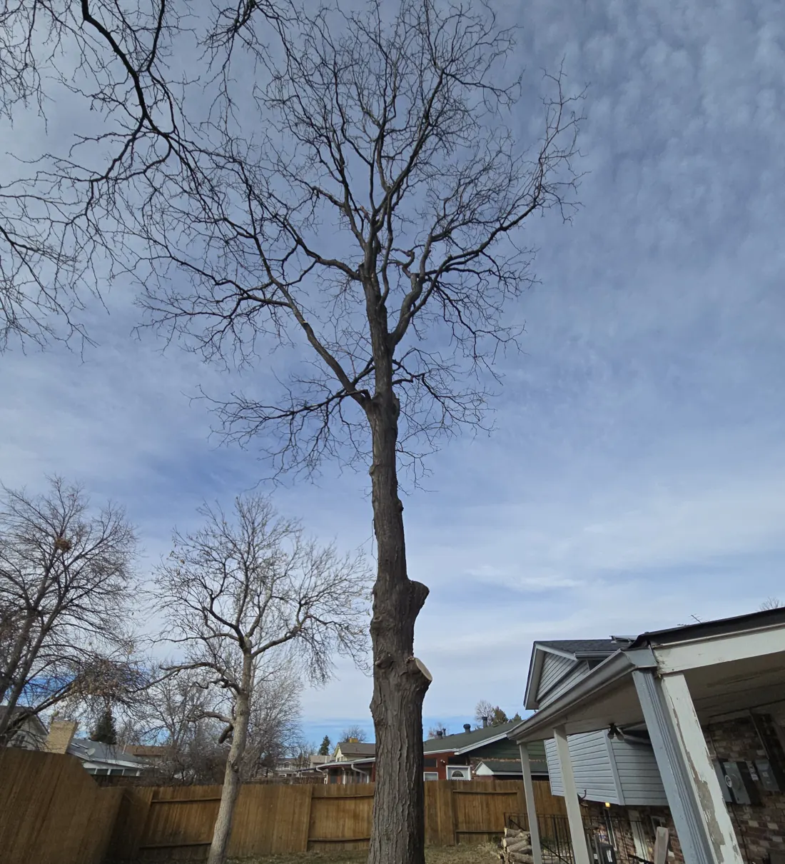 Tall bare shade tree standing beside a covered patio and wood fence before removal