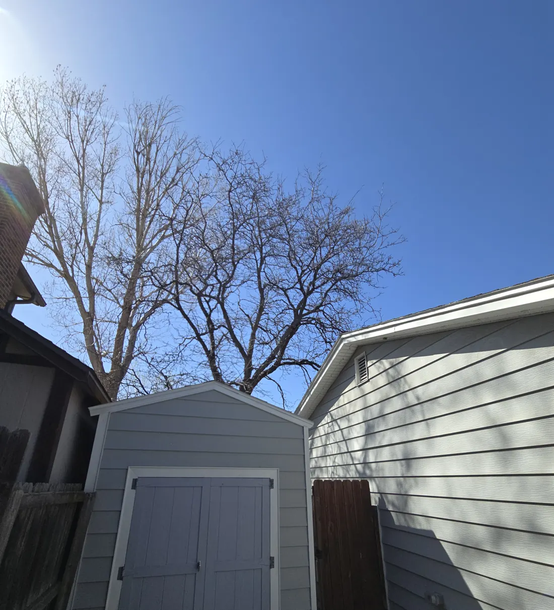 Large bare tree canopy spreading over a backyard shed and the side of a gray house