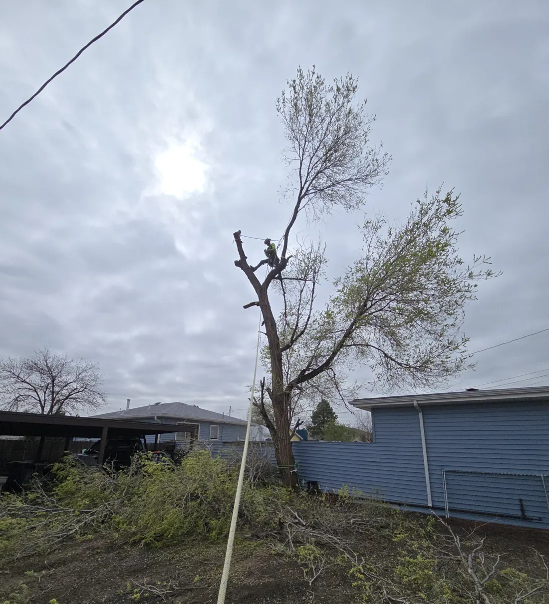 Tree partly removed with a climber roped in near the top, beside a blue house under a cloudy sky