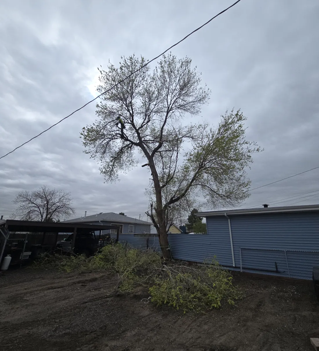 Large leafing tree standing in a backyard after cleanup with cut branches gathered below