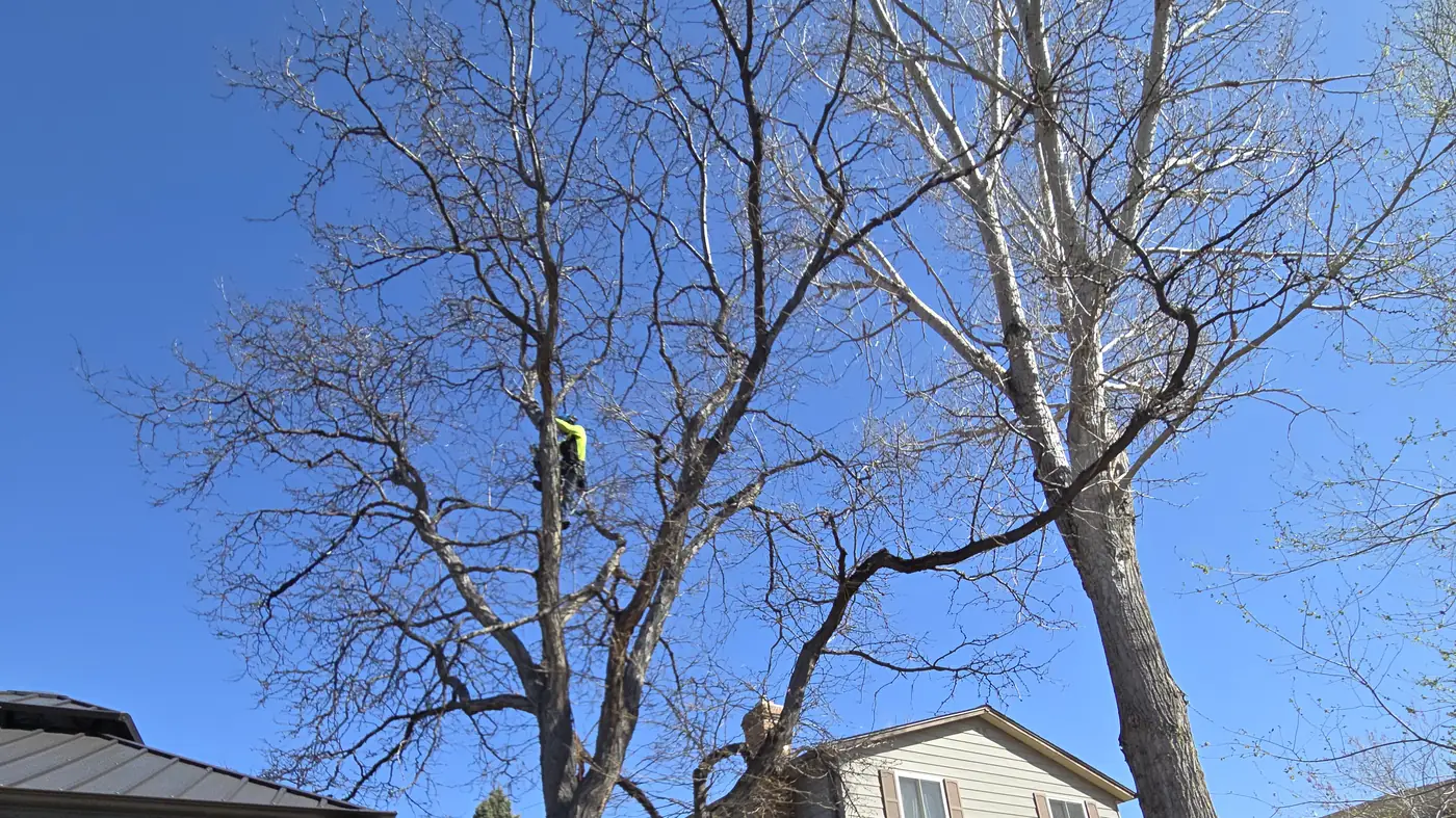 Mature cottonwood crowding the roofline of a two story Northglenn home before Arbol De Fuego Services removed it