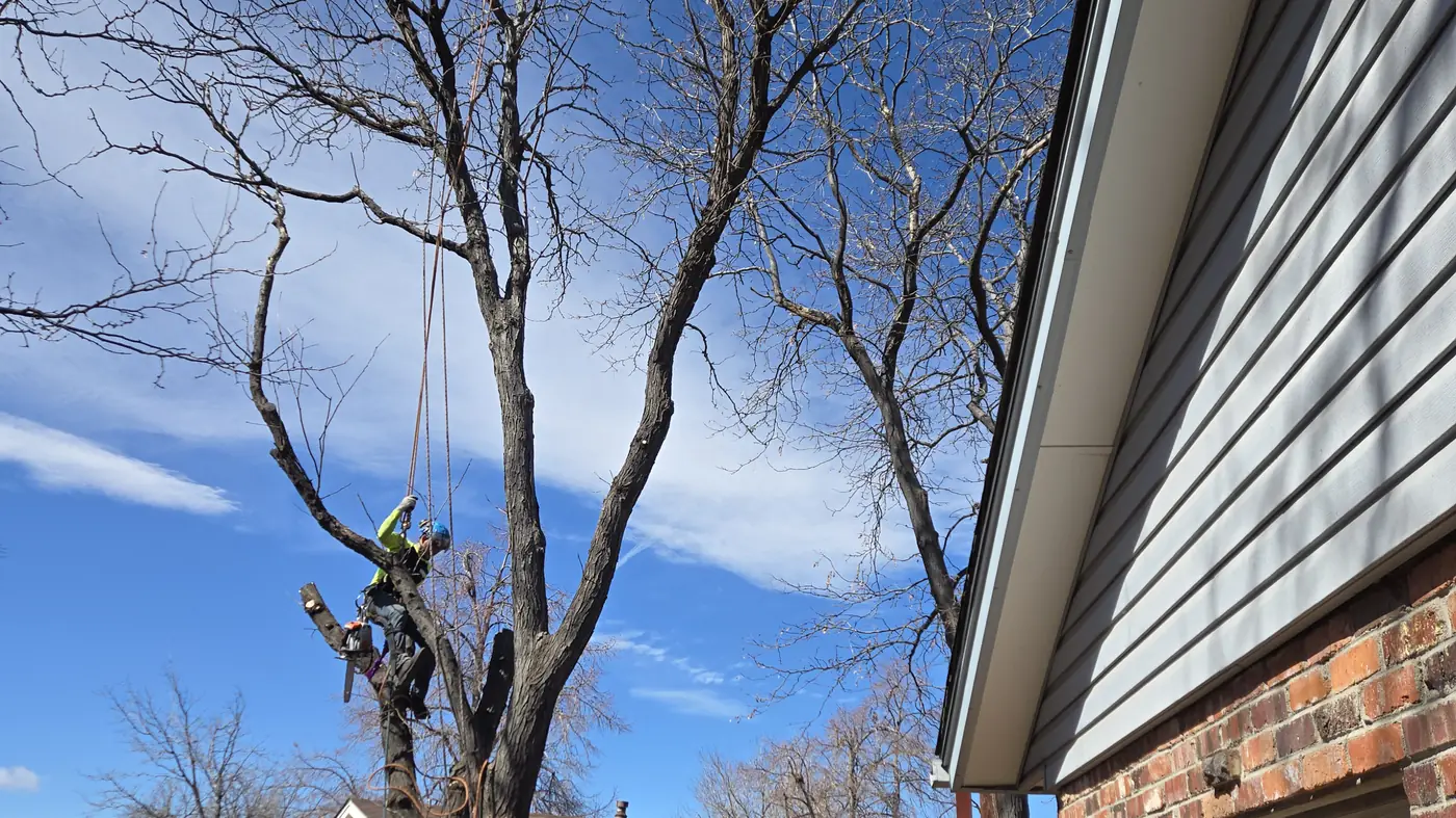 Climber working through the bare canopy of a mature tree beside a Northglenn home during a trimming job