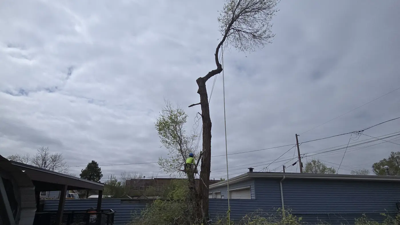 Rigged tree trunk being lowered beside a backyard shed under an overcast sky during a removal